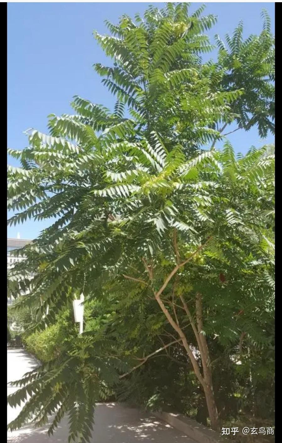 山海经之黄雚 - 知乎