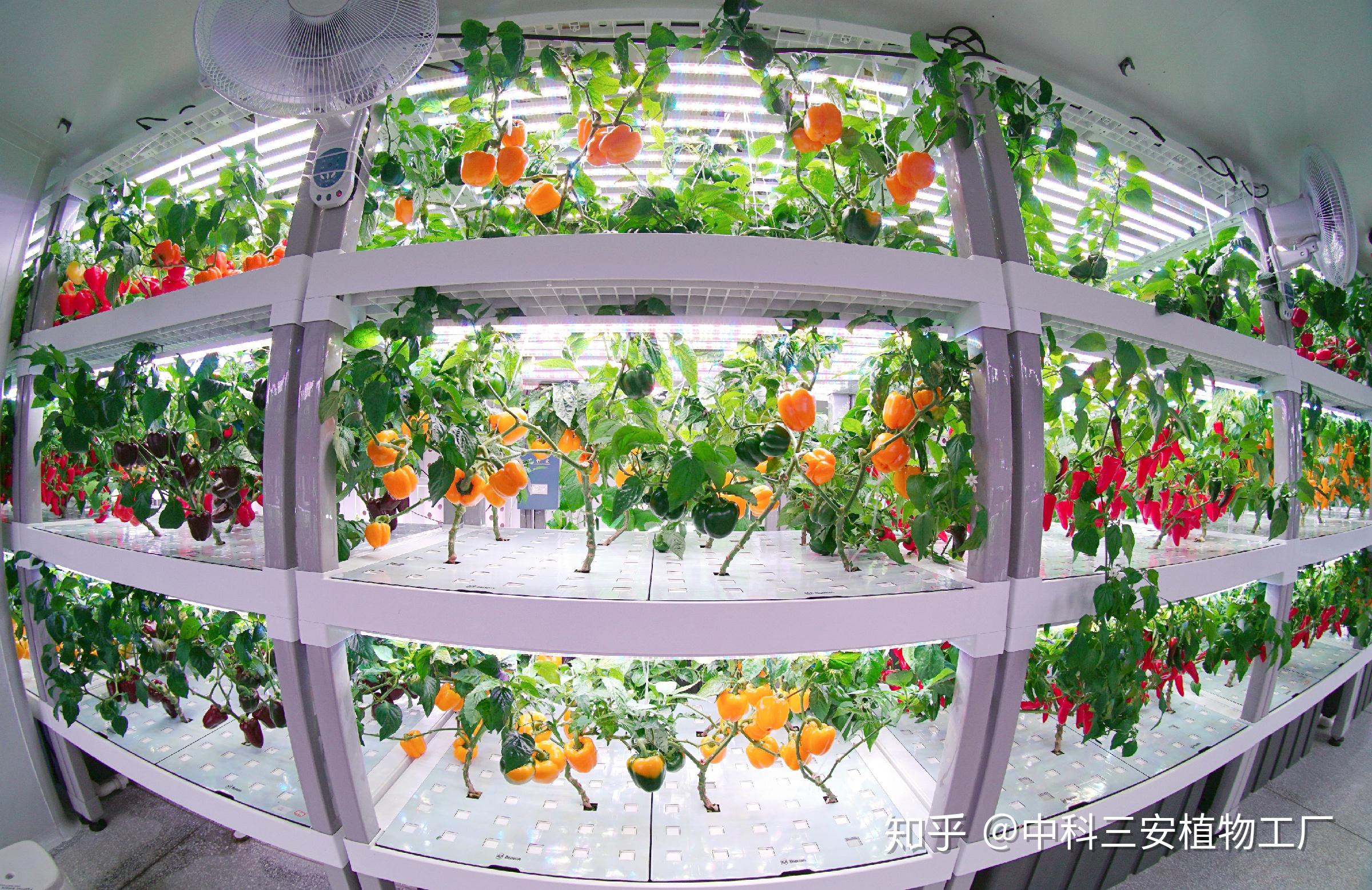 你能见到的植物工厂类型