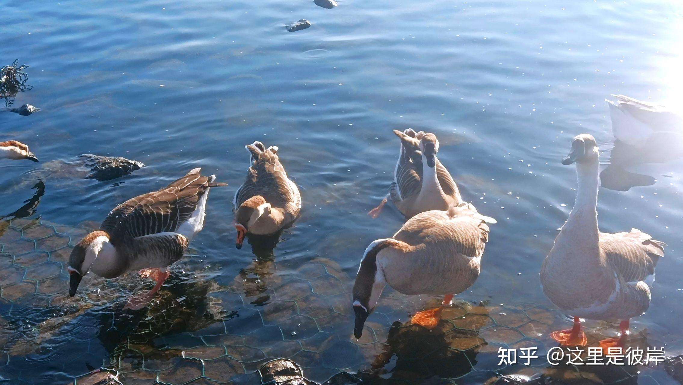 沈阳鸟岛冬天大雁图片