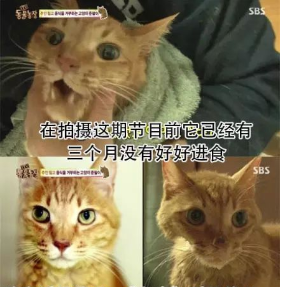 猫咪多久会忘记一个人 知乎