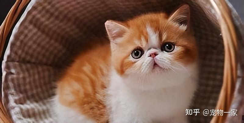 养了加菲猫大半年有些话不吐不快太真实了