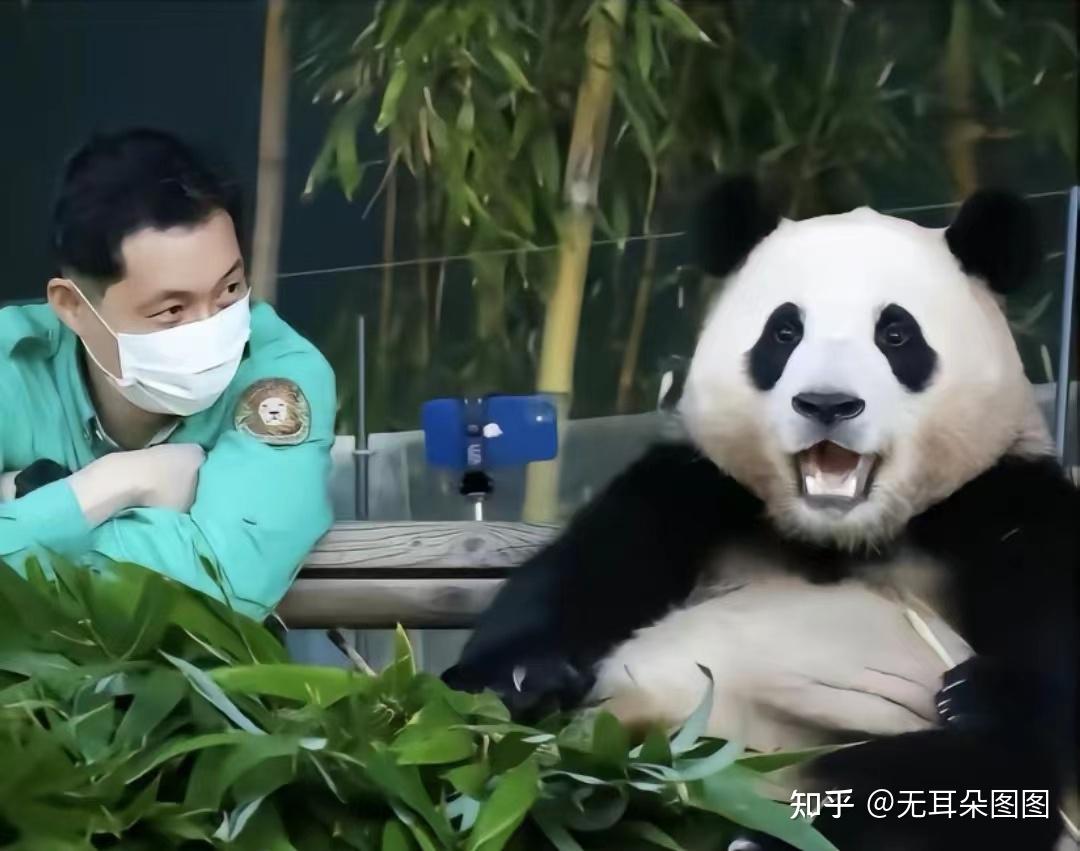 福宝被评为最听话的三岁大熊猫！韩国民众请愿挽留福宝 - 知乎