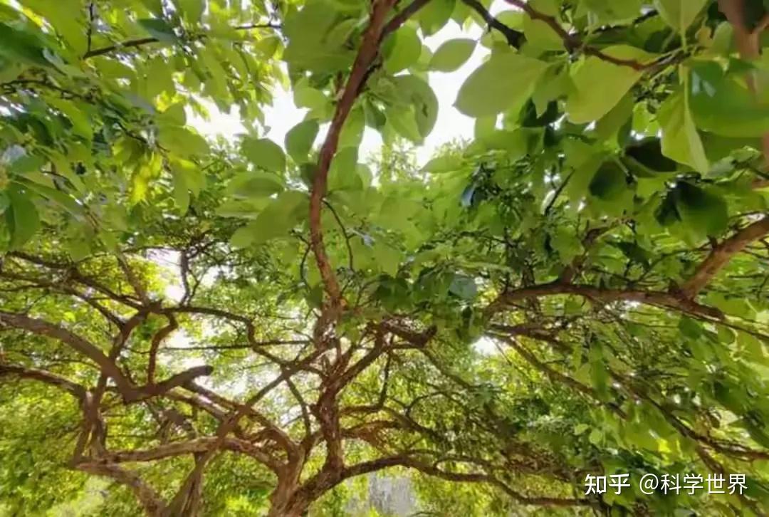 藏在农村的刺树，竟是千年黄金木？被遗忘的柘木，价值远超想象 - 知乎