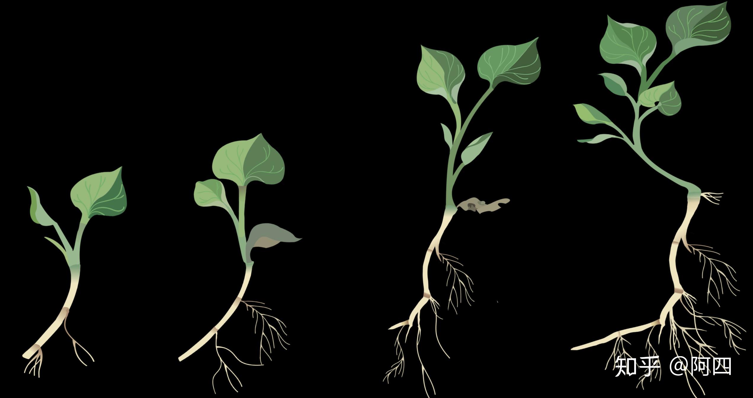 鱼腥草花卉观察日记
