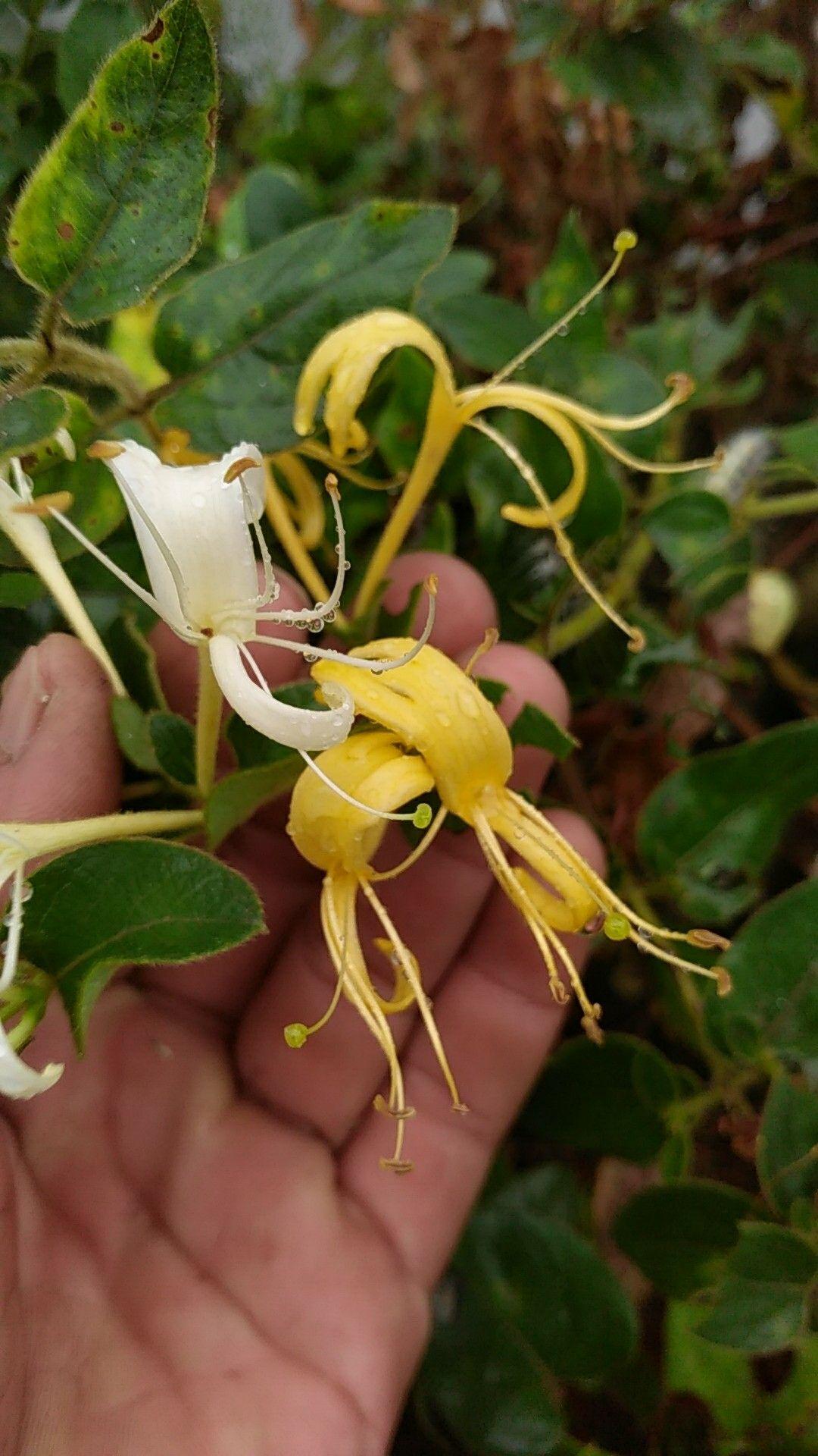 下弦月 星漫天 - 知乎