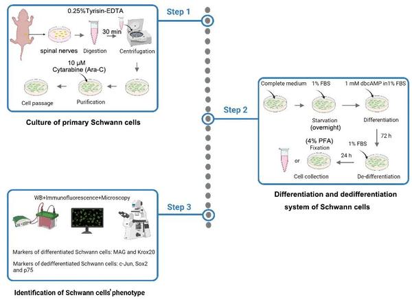 Bio-protocol | 2023\u5e743\u67085\u65e5\u6700\u65b0\u4e0a\u7ebf\u5b9e\u9a8c\u65b9\u6848\u76ee\u5f55 - \u77e5\u4e4e