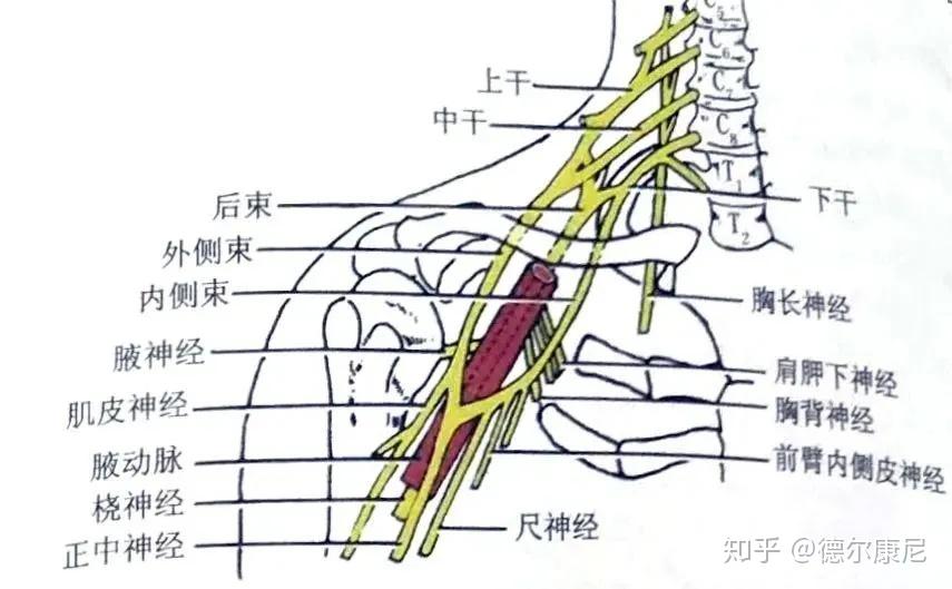 臂丛神经位置示意图图片
