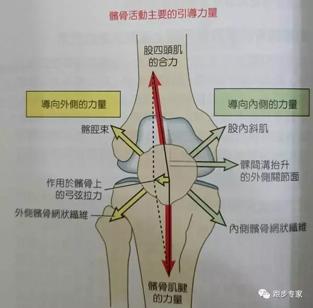 膝關節百科第二講常見損傷介紹Ⅰ肌肉拉傷髕骨外翻髕骨軟化症