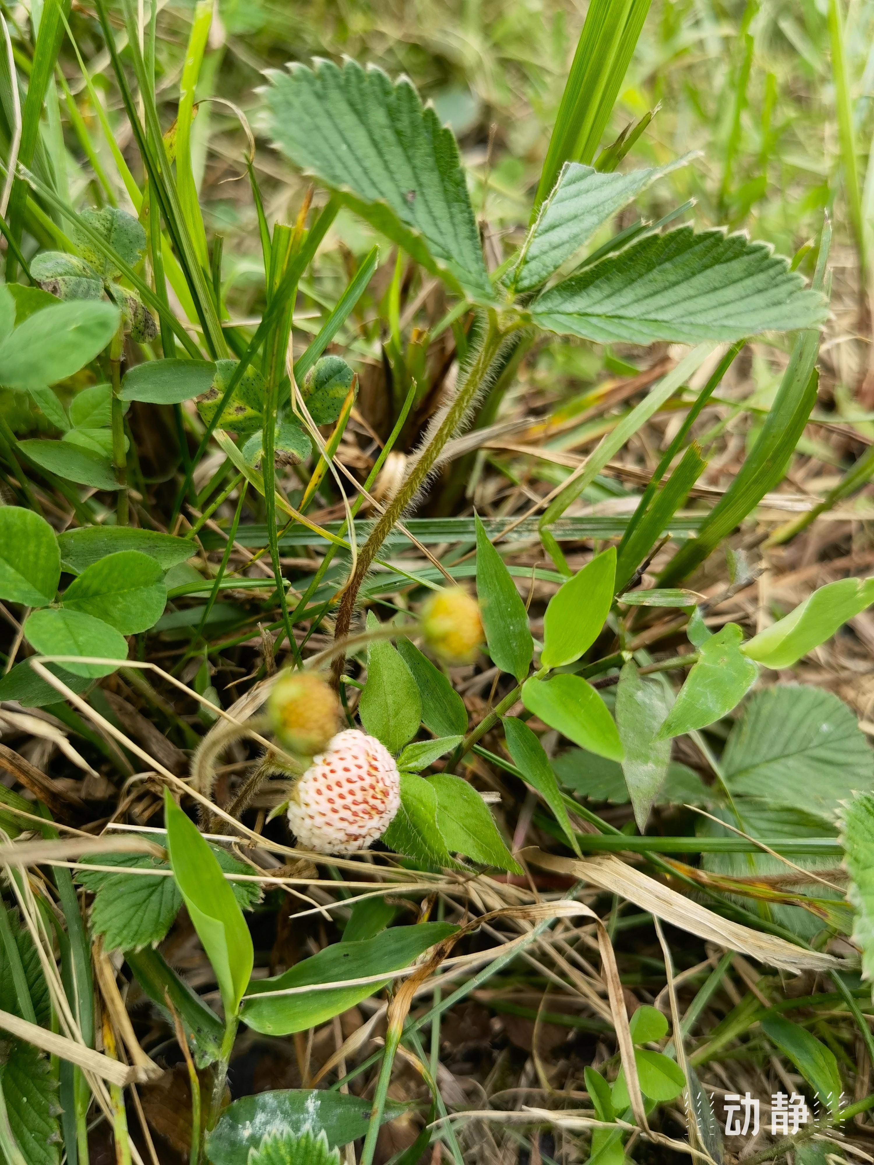 野性贵州 有问必答丨白草莓,长得好,味道美,价值高