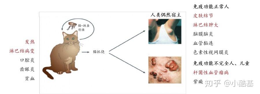 猫抓伤与咬伤图片区别图片