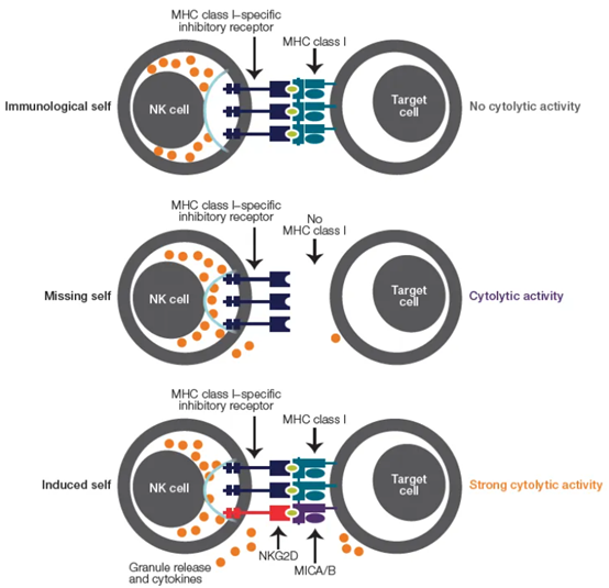 Attune Xenith流式细胞仪25色光谱流式方案深度解析NK细胞表型及功能 - 知乎