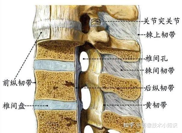 脊柱CT解剖 - 知乎