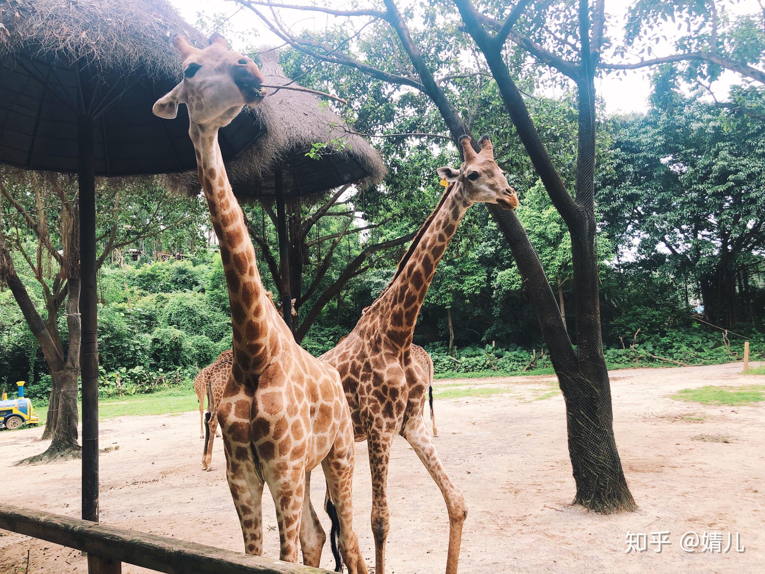 广州长隆野生动物园攻略-2019年五一最新 - 知乎