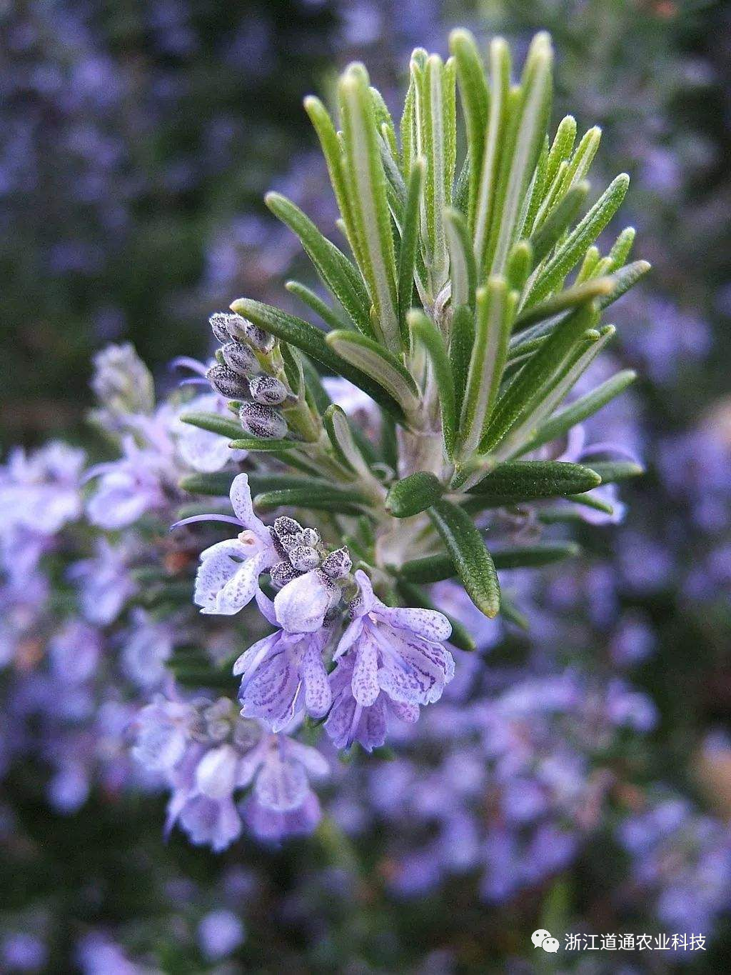 喜欢上迷迭香的味道在家轻松就能种