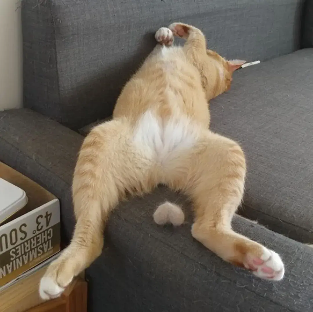 猫咪到底有多傻60张沙雕猫咪名场面告诉你原谅我不厚道的笑了哈哈哈哈