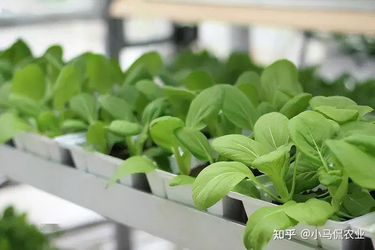 这里的垂直农场主要产生小白菜,奶白,菜心,芥蓝,菠菜等,为了让每颗