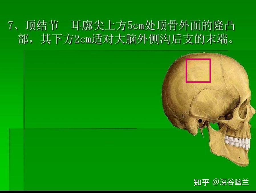 头部体表标志与投影 - 知乎