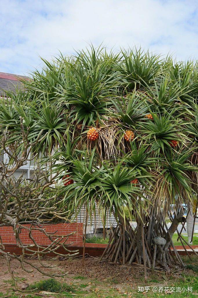 南方常见的露兜树，花朵和果实都好看，斑叶的品种还可以盆栽养护 知乎