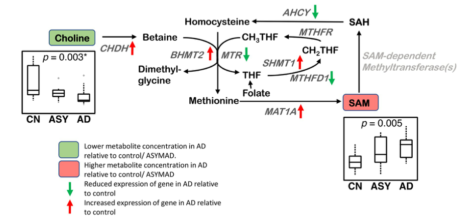 PLoS Med|转录组+代谢组又一力作——阿尔兹海默症转甲基化及多胺通路代谢失调 - 知乎