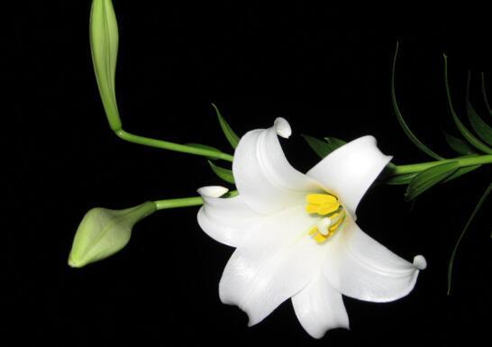 百合花的养殖方法与注意事项 知乎 百合花的养殖方法与注意事项 知乎