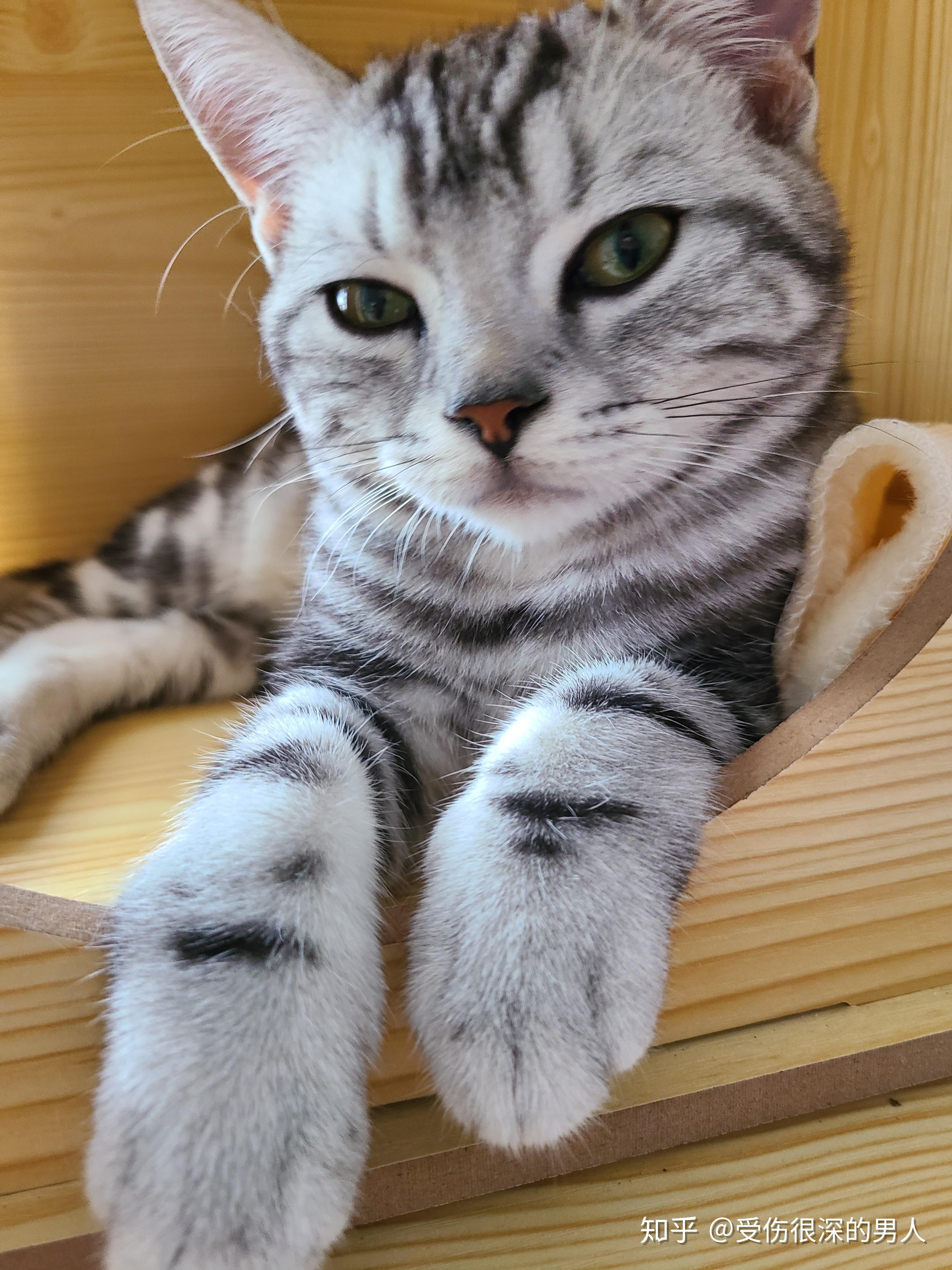 美国短毛猫美短品相如何看