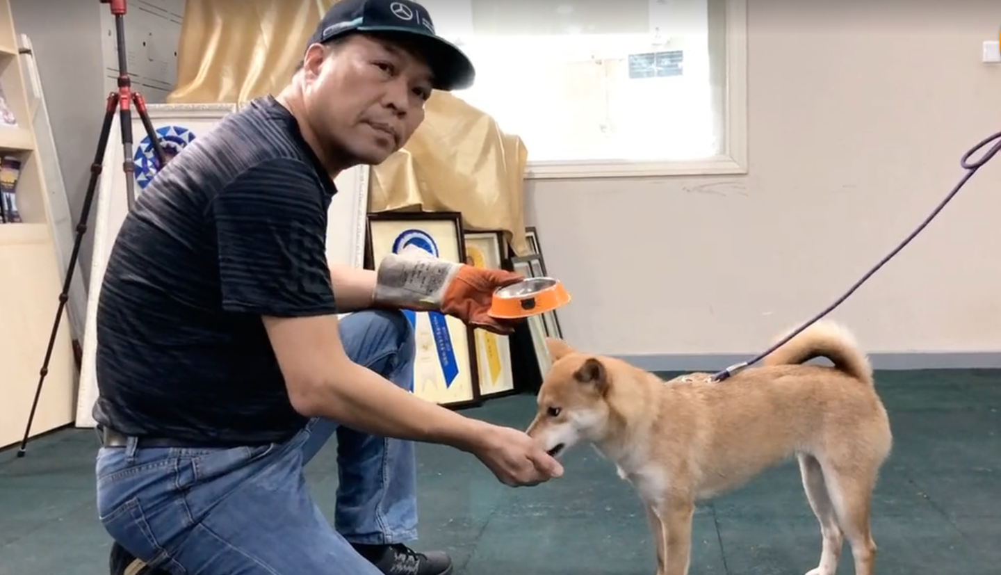 3岁柴犬护食怎么办 行业 泰山北斗 赖广南60天解决狗狗问题 知乎 3岁柴犬护食怎么办 行业 泰山北斗 赖广南60天解决狗狗问题 知乎