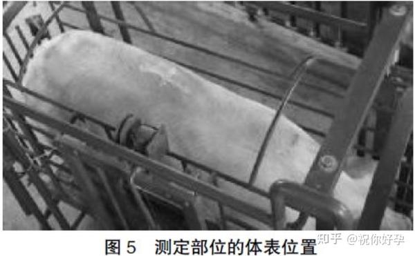 猪活体背膘厚、眼肌面积(B超)测定方法的研究 - 知乎