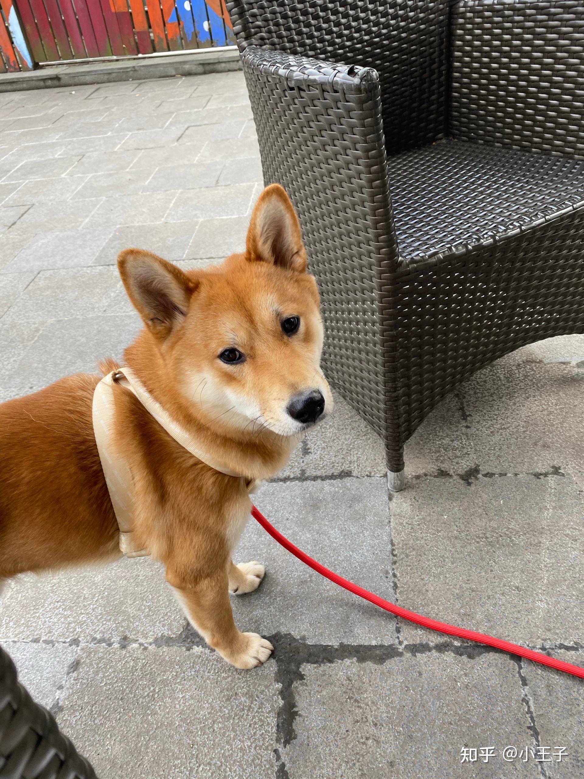 请问柴犬这种黑豆豆眉毛正常吗