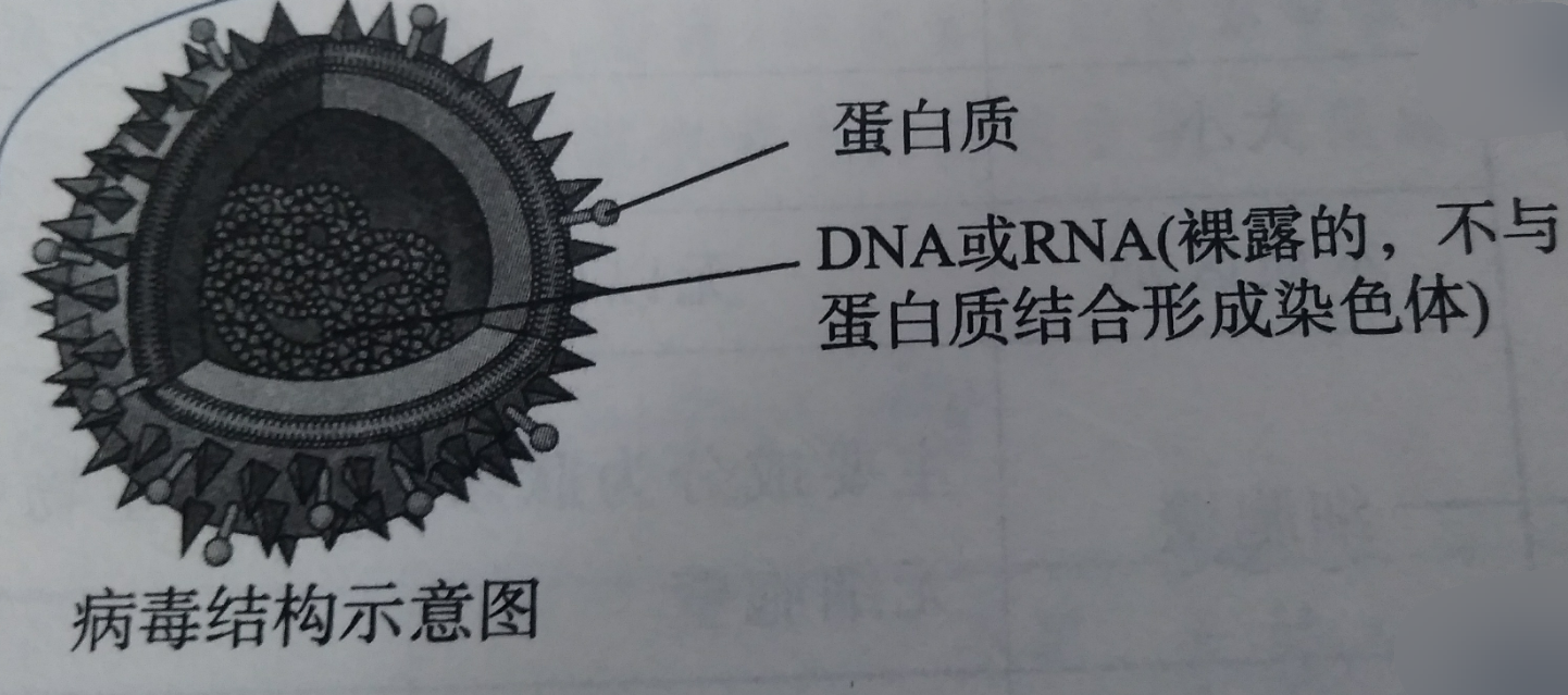 生命活動離不開細胞(1)單細胞生物:單細胞生物如草履蟲,細菌,藍藻