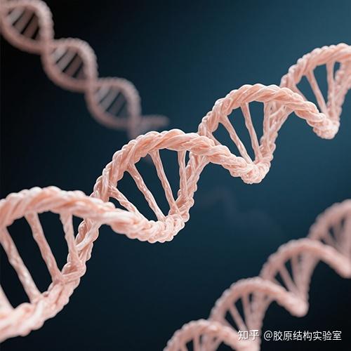 从分子结构解析:为什么只有保持完整三螺旋结构的胶原蛋白才能被皮肤吸收 - 知乎