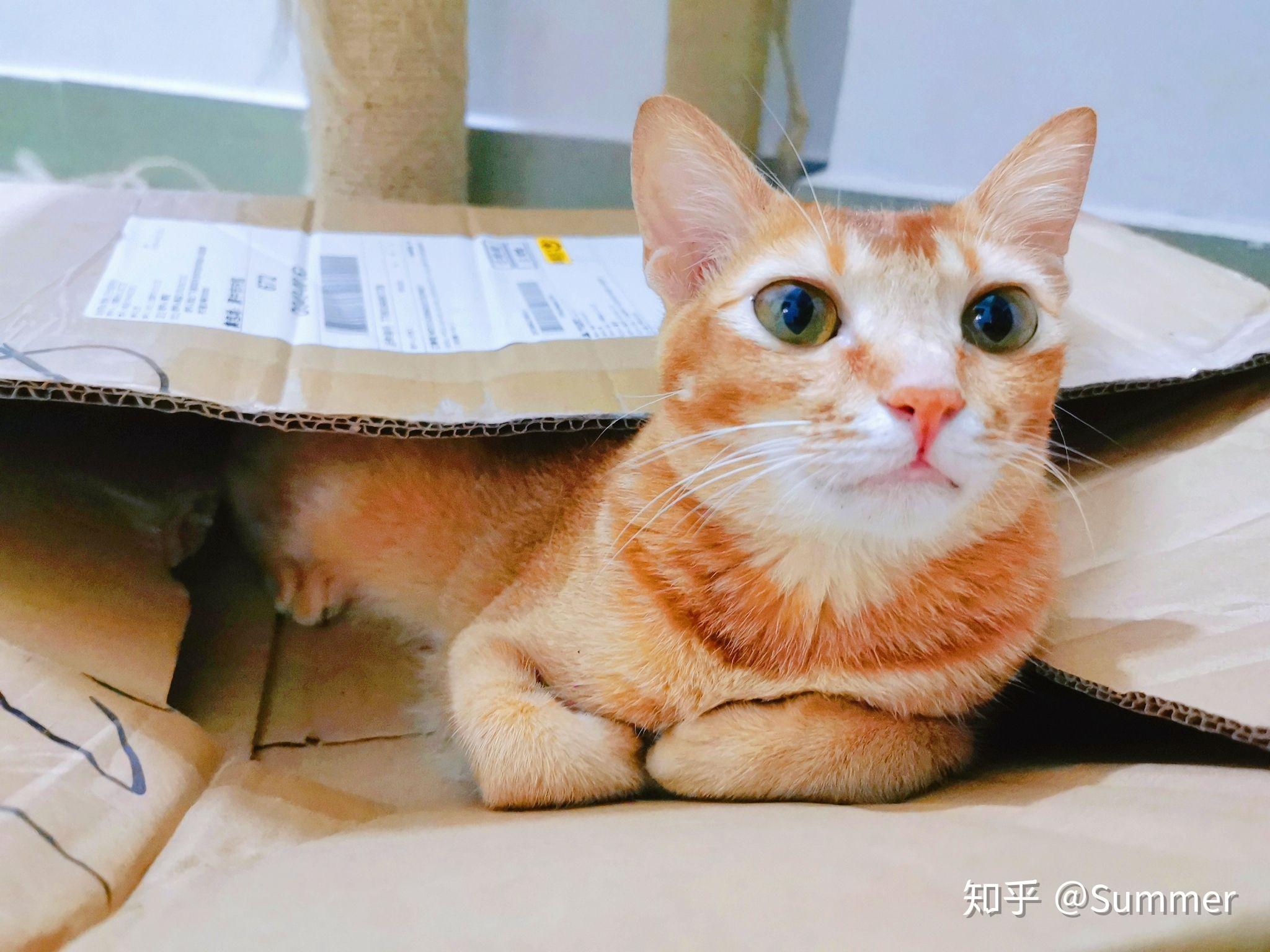 为什么橘猫都是有花纹的