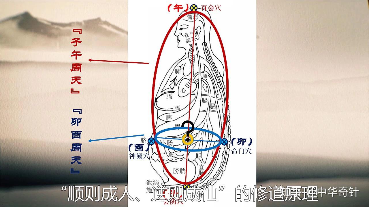 人体小周天的气机运行 - 知乎