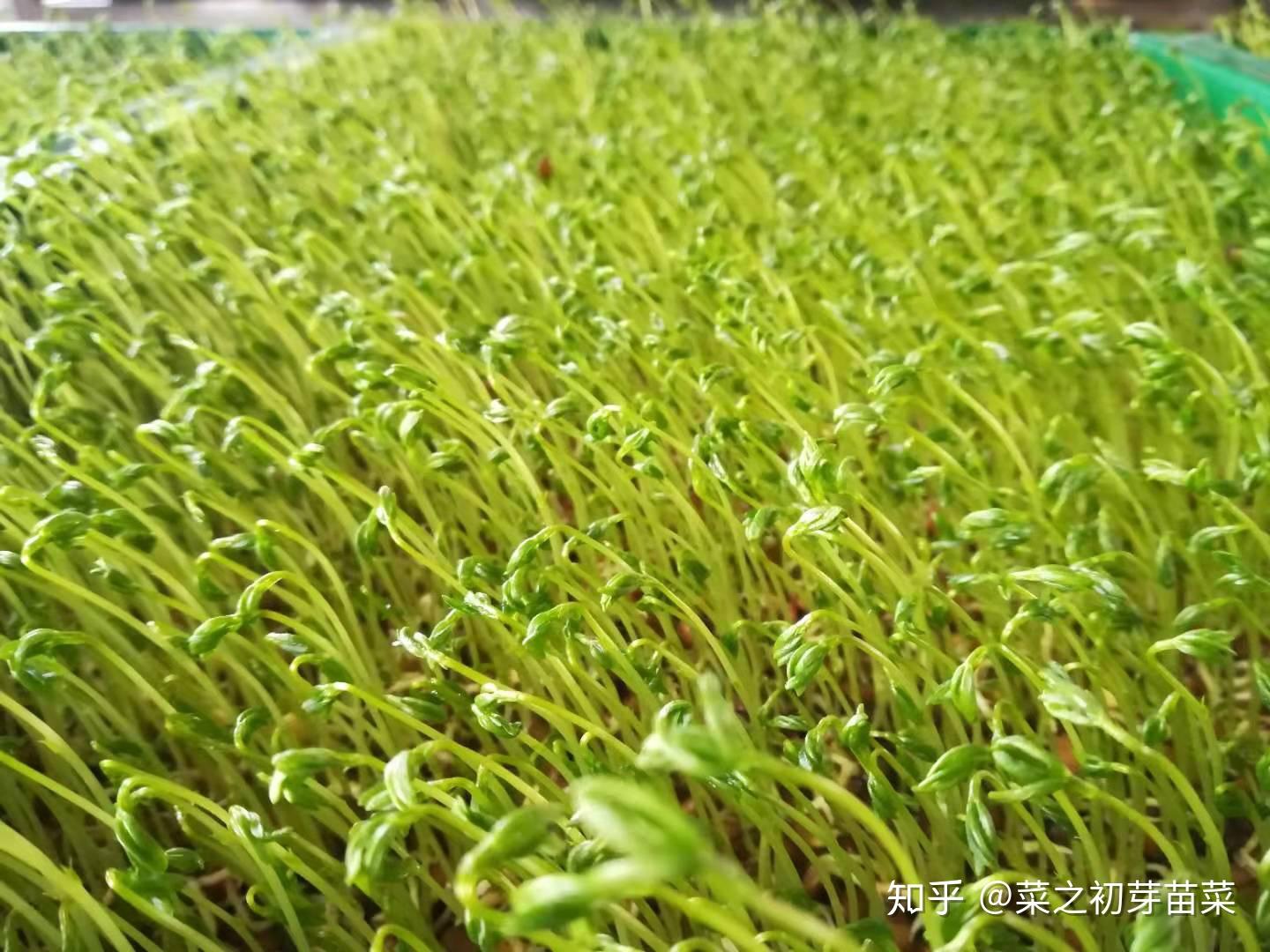 小扁豆芽苗菜营养又高又好吃