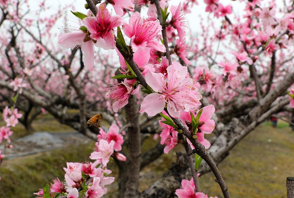 宁波哪里赏桃花最是一年春好处古窑浦里醉桃花