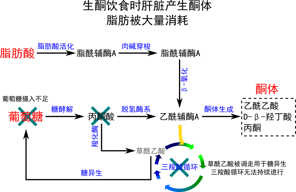 能用的都用完了,才开始消耗脂肪供能.
