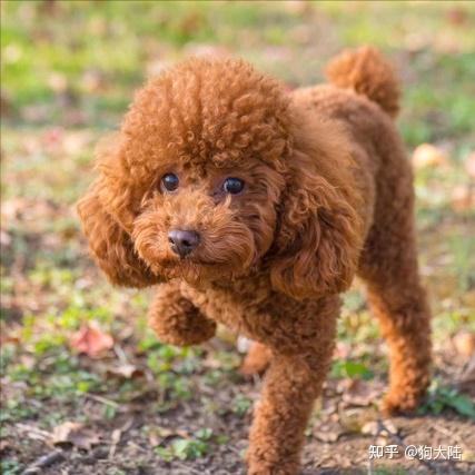 泰迪低至白菜价网友缺点太多再便宜也不敢养