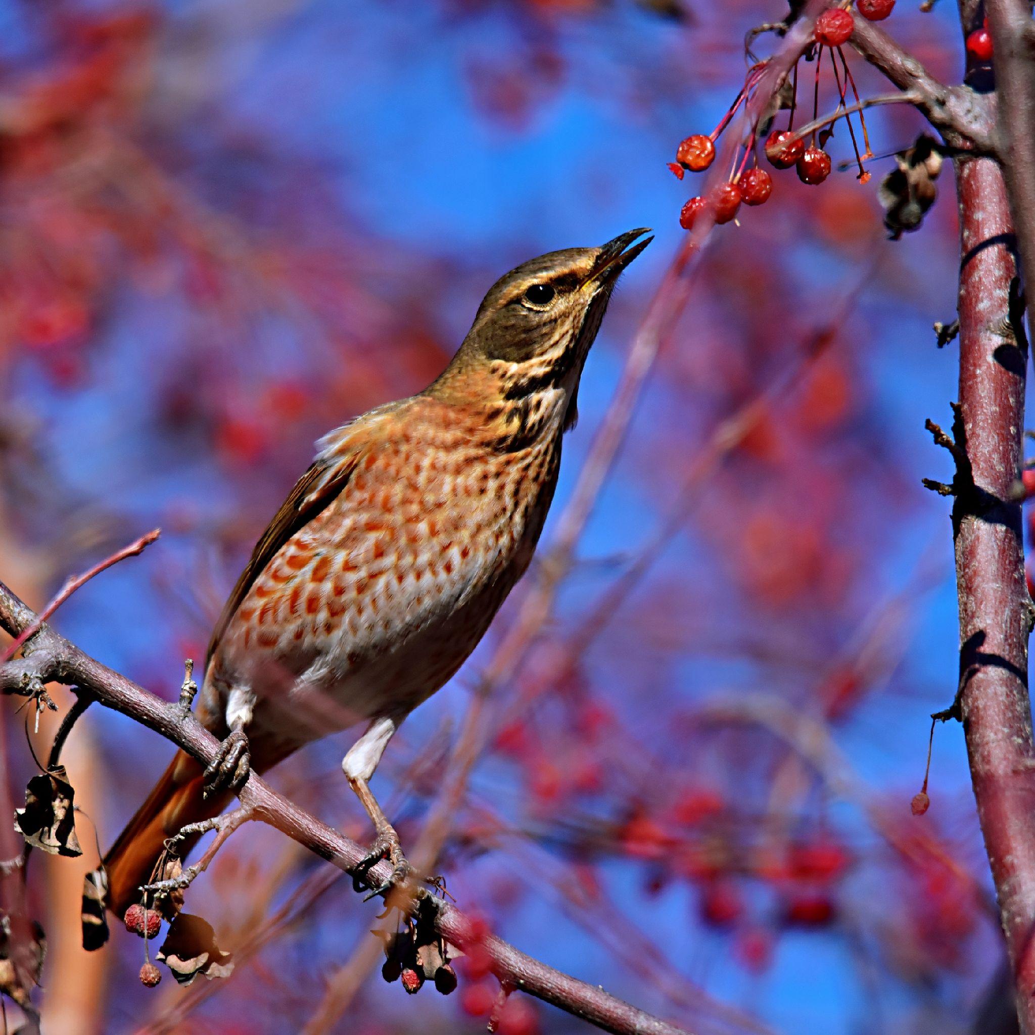 在长春公园拍摄到的红尾鸫