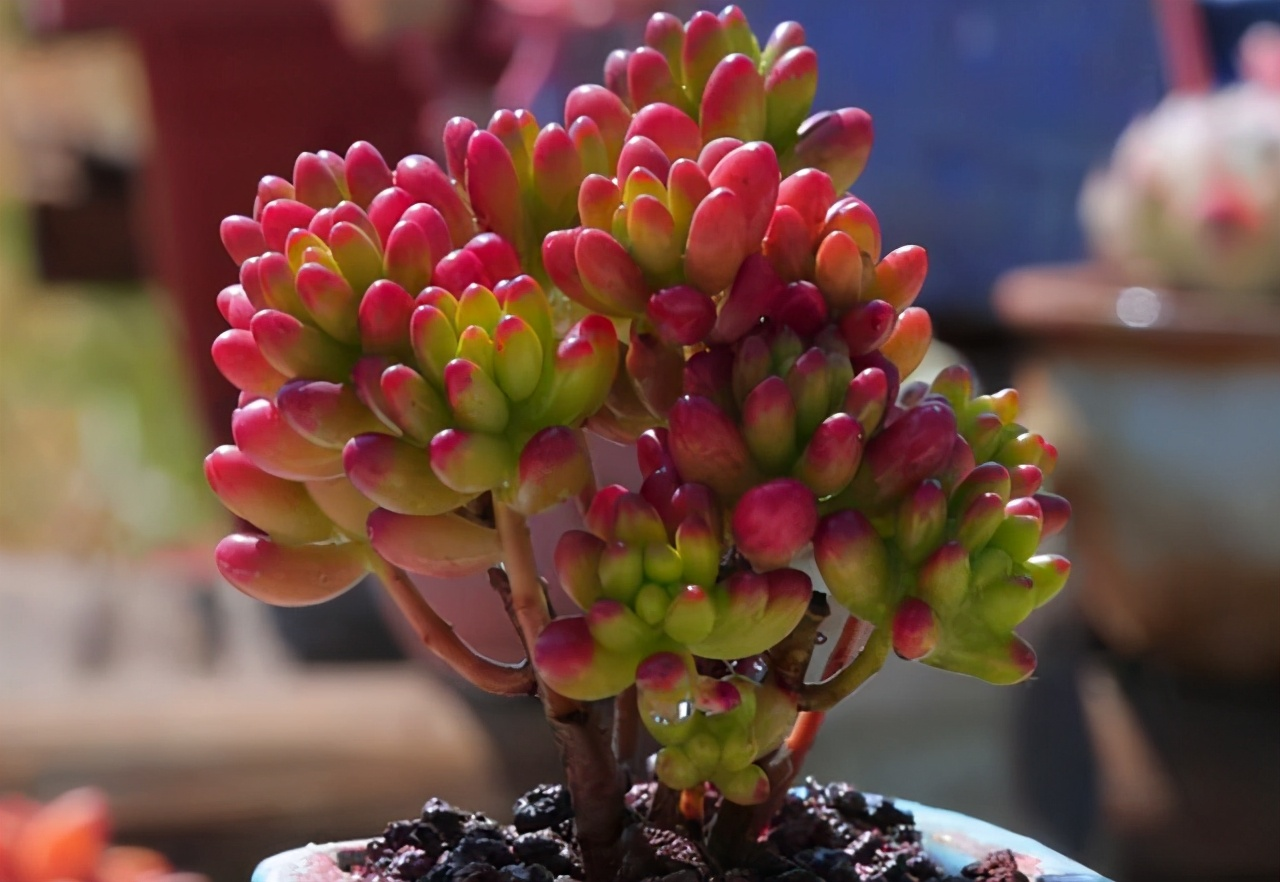 新手多肉施肥推荐 v2-e472deee14cb8ab3d2577e66b2b977ca_r.jpg