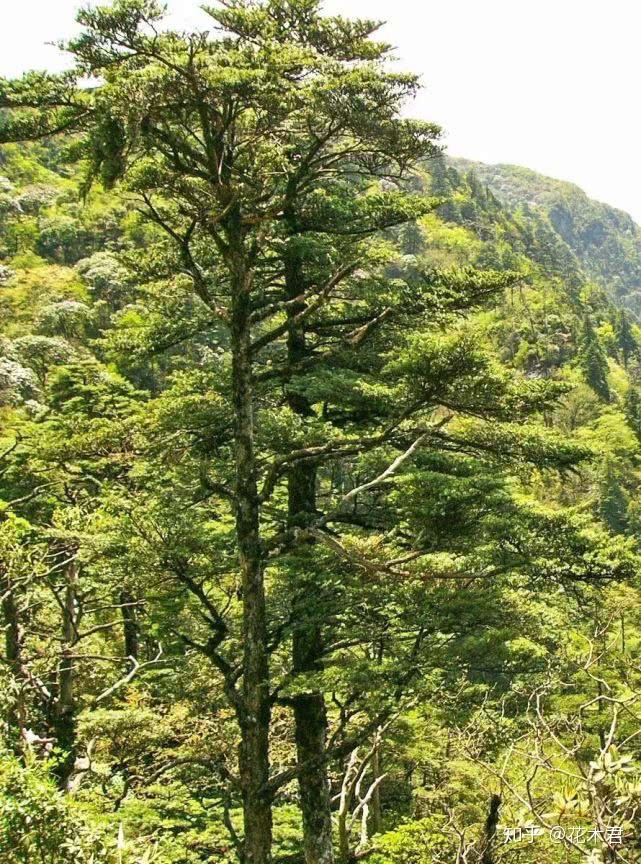 贵州岩杉树图片图片