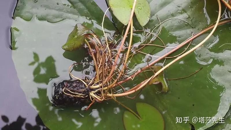 睡莲的块根↑荷花的根(专业分类为根状茎)就是我们常见的藕,粗度如