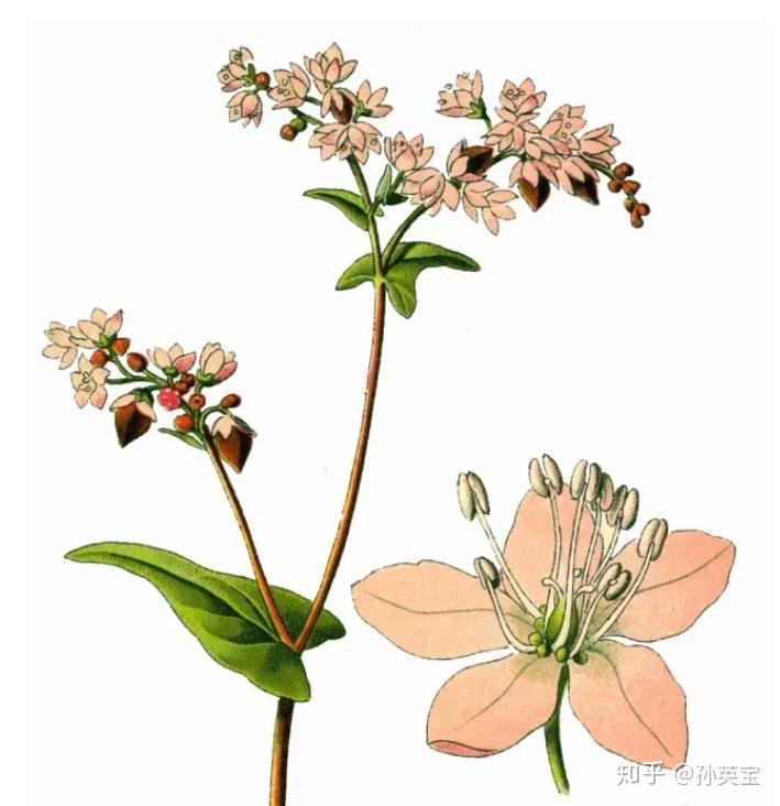 植物科学绘画之花的科学绘画方法