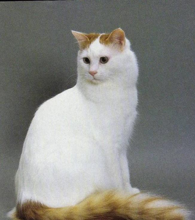 品种溯源识别系列之土耳其梵猫