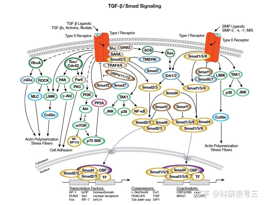 11条最经典信号通路全面汇总!(含标志物,抑制剂)