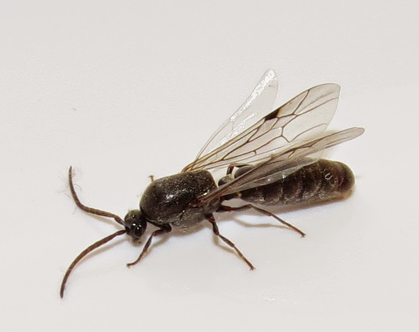 膜翅目的代表,也就是蜜蜂,蚂蚁,因为它们的翅膀透明如薄膜一般而得名