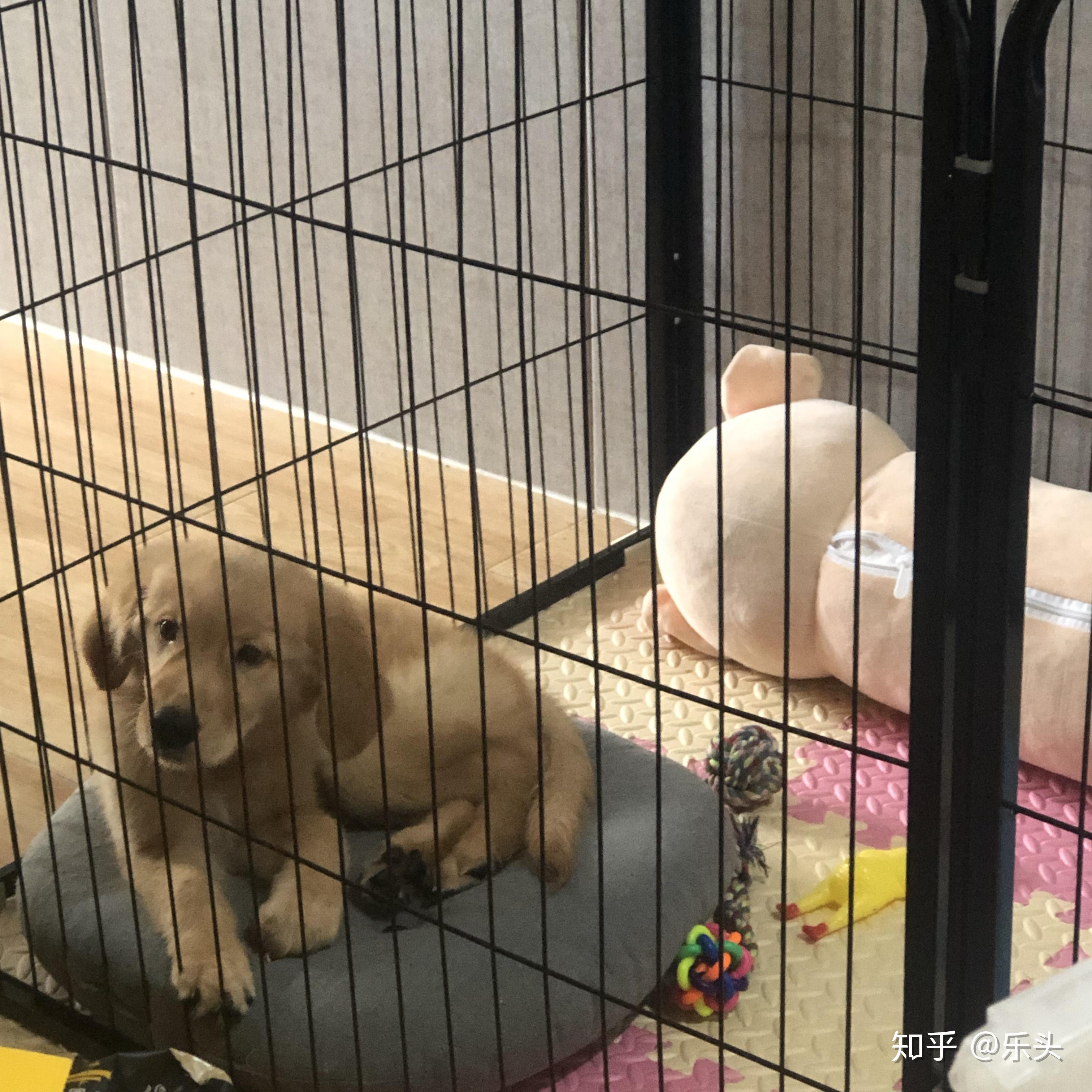 怎么看小狗得细小 v2-e48c76bc559637c9fa7d4eeb0d396d5e_r.jpg