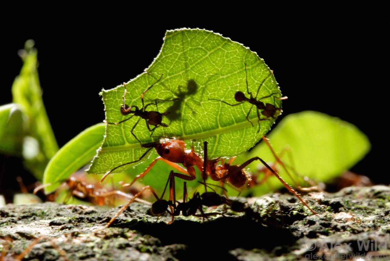 科学网—[转载]各种蚂蚁特写------大头 - 蒋金和的博文