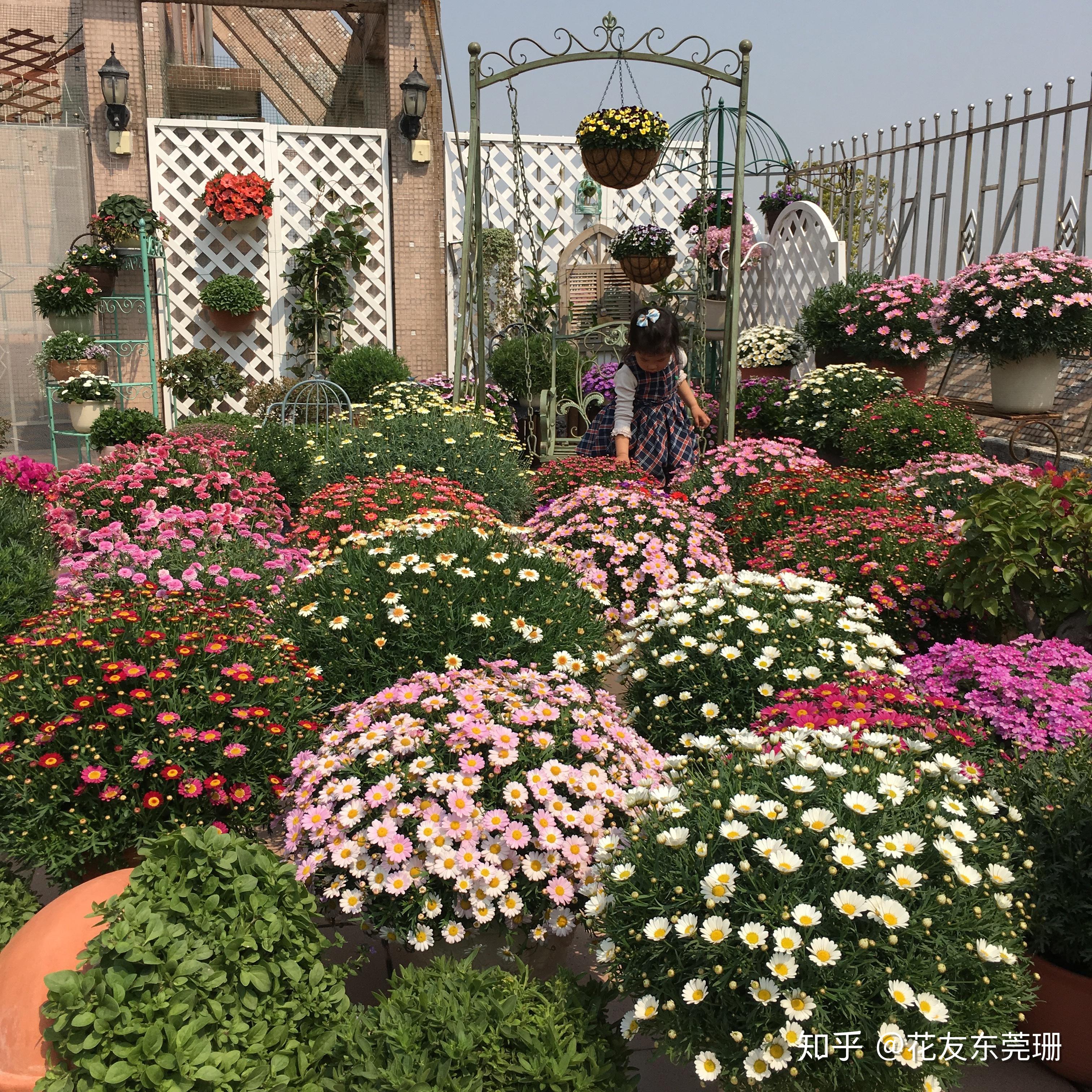 东莞珊种植分享2017版玛格丽特种植成球笔记