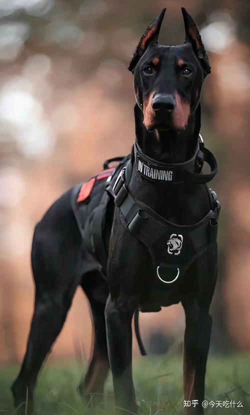 杜宾犬吃什么牌子狗粮好?杜宾犬狗粮推荐,2025这样选不踩坑! - 知乎