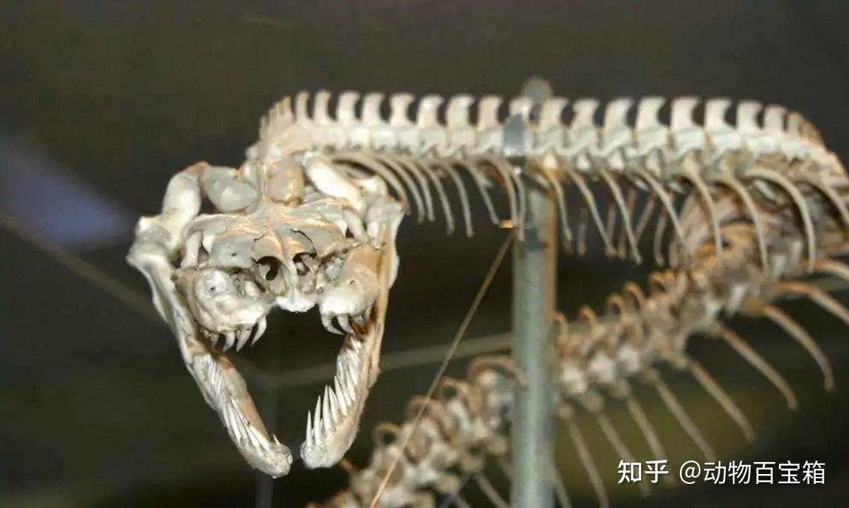 蛇鳗咬开苍鹭肚子钻出,苍鹭却仍淡定飞翔,结果怎样了?