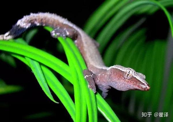 带有白色基因的狐尾守宫